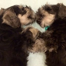 Miniature Schnauzer Puppies from ZRULES