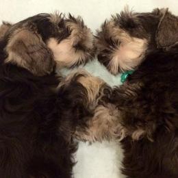 Miniature Schnauzer Puppies from ZRULES