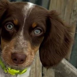 Dachshunds from The Weiner Farm