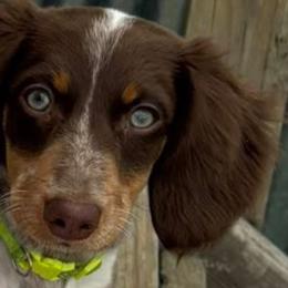 Dachshunds from The Weiner Farm