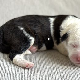 Leo - Sheepadoodle puppy in California from Sheepadoodles of Orange County