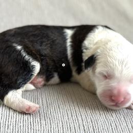 Leo - Sheepadoodle puppy in California from Sheepadoodles of Orange County