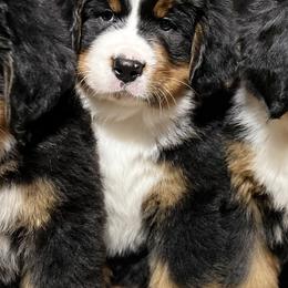 Bernese Mountain Dog Puppies from Bluffside Berners