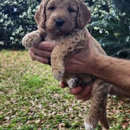 Goldendoodle Puppies from Evergrace Farm Doodles