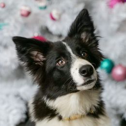 Hela - Border Collie