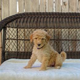 Bernedoodle and Goldendoodle Puppies from Delta Doodles and Poodles