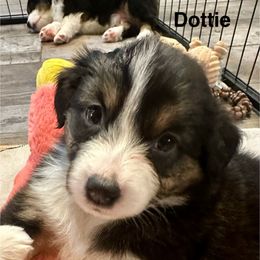 Dottie - Black tri female Miniature American Shepherd puppy in Florseville, Texas from Ashber Farm