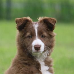Border Collie, English Setter, and Miniature American Shepherd Puppies from First Harmony Farms