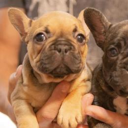 French Bulldogs from Marlo Kennels