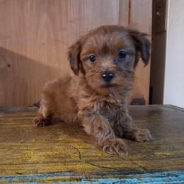 Cavalier King Charles Spaniels, Cavapoos, Havanese, Poodles, Yorkipoos, and Yorkshire Terriers from Ashley Nicole Ranch