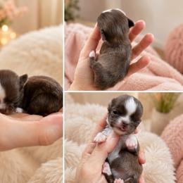 Saskia - Chocolate and white female Chihuahua puppy in Miami, Florida from Natalias Tiny Puppies