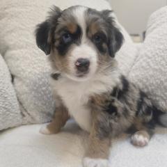 Australian Mountain Doodle, Bernedoodle, Companion Cross, and Shihpoo Puppies from Perfect Companion Puppies