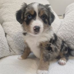 Australian Mountain Doodle, Bernedoodle, Companion Cross, and Shihpoo Puppies from Perfect Companion Puppies