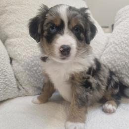 Australian Mountain Doodle, Bernedoodle, Companion Cross, and Shihpoo Puppies from Perfect Companion Puppies