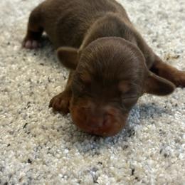 Minnie - Chocolate and tan female Dachshund puppy in Hardy, Arkansas from Tracy's Dachshunds