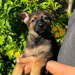 Dina - Sable female German Shepherd puppy in San Antonio, Texas from CISCOK9