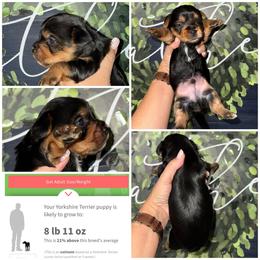 Boone - Black and gold male Morkie puppy in Cleveland, Tennessee from Moody’s Morkies and More