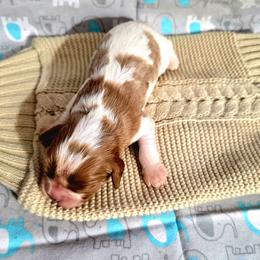 Bernard - Blenheim male Cavalier King Charles Spaniel puppy in Pennsylvania from Julie's Cavalier King Charles Spaniels