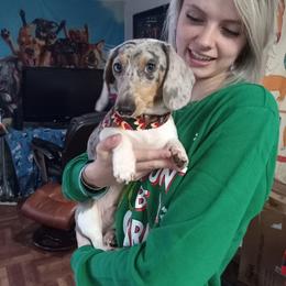Dachshund Puppies from A&R Dachshund