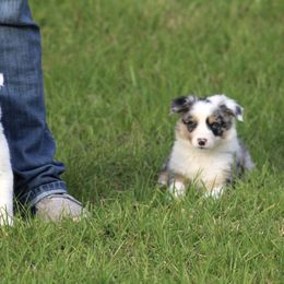 Border Collie Puppies from Bridges Border Collies