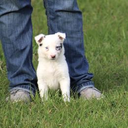 Border Collie Puppies from Bridges Border Collies