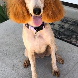 Bernedoodles, Goldendoodles, and Poodles from Scarlett Pups