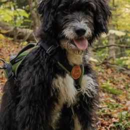 Aussiedoodles, Australian Shepherds, and Poodles from Dark Water Standards