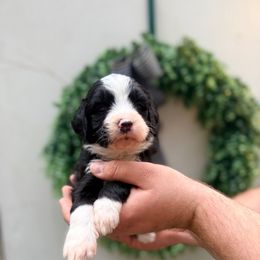 Beau - Black and white male Bernedoodle puppy in Malvern, Arkansas from Cove Creek Companions