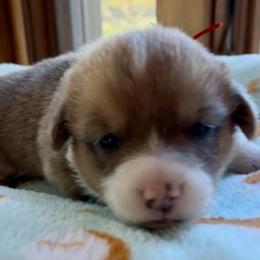 Boy 1 - Pembroke Welsh Corgi puppy in Parsons, Tennessee from Classy Country Corgis