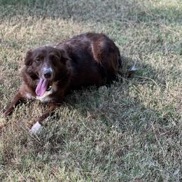 Emerald - Border Collie