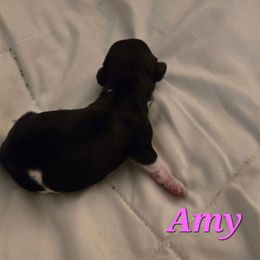 Amy - Piebald female Dachshund puppy in Mobile, Alabama from Mobile Mini Dachshunds