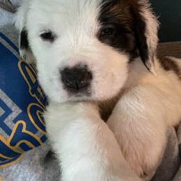 Light pink - Saint Bernard puppy in Allison Park, Pennsylvania from CT Saints