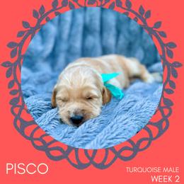 Goldendoodle Puppies from Locust Hill Goldendoodles