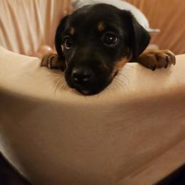 American Hunt Terrier Puppies from Sarah Holcombe