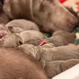 Silver girl 1 - Silver female Dilute Retriever puppy in Grants Pass, Oregon from KnR Antler Dogs