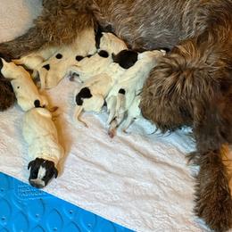 Buddy - Chestnut and gray male Wirehaired Pointing Griffon puppy in Shelbyville, Texas from AndersonK9Kennels Bayou Beards