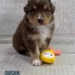 Sake - Red tri-color male Australian Shepherd puppy in Jonesborough, Tennessee from Lotus Australian Shepherds