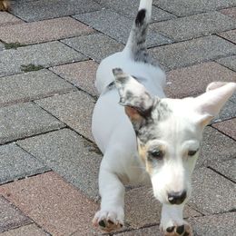 Marilyn Monroe - Black and tan Dachshund puppy in Sarasota County, Florida from Donna's Mini Joys