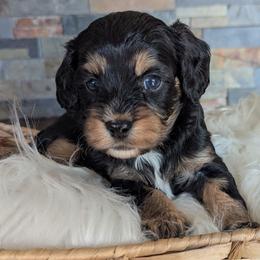 Dahlia - Tri-color female Cavapoo puppy in San Diego, California from WW Cavapoos