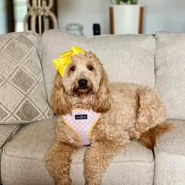 Rosie - Goldendoodle