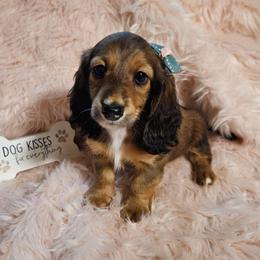 Gena - Red female Dachshund puppy in Sylvania, Georgia from Dachshund and Co.