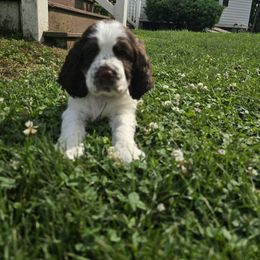 Joey - Liver and white male English Springer Spaniel puppy in Perry, New York from Chappell Hill Springers