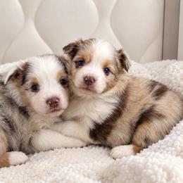 Mickey - Red merle male Miniature Australian Shepherd puppy in Lakeport, California from Akins Aussies/Wild Rose Ranch