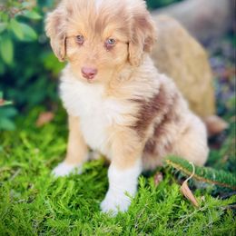 Cheyenne - Red merle female Aussiedoodle puppy in Ohio from Holley Doodles