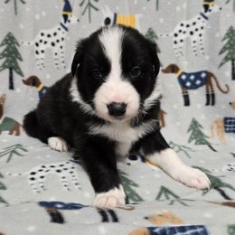 Boy 2 - Black and white male Border Collie puppy in Pennsylvania from Winter Creek Border Collies