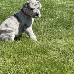 Great Dane Puppies from Darice Ruddell