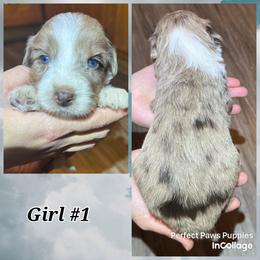 Girl 3 - Brown merle female Aussiedoodle puppy in Hillsboro, Illinois from Perfect Paws Puppies