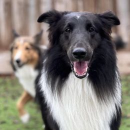 Shetland Sheepdogs from Shrock’s Shelties