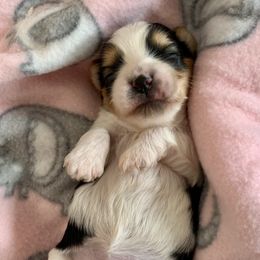 Biewer Terrier Puppies from Bouquet Biewers