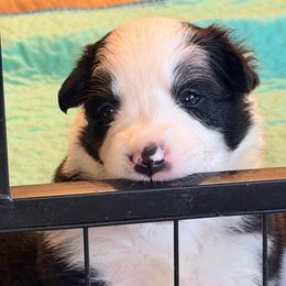 April - Black and white female Border Collie puppy in Lebanon, Oregon from Cahill’s Canines